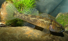 Dwarf gudgeon 3/4cm