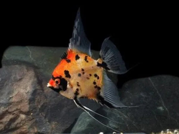 Red Devil Angelfish 6.5cm