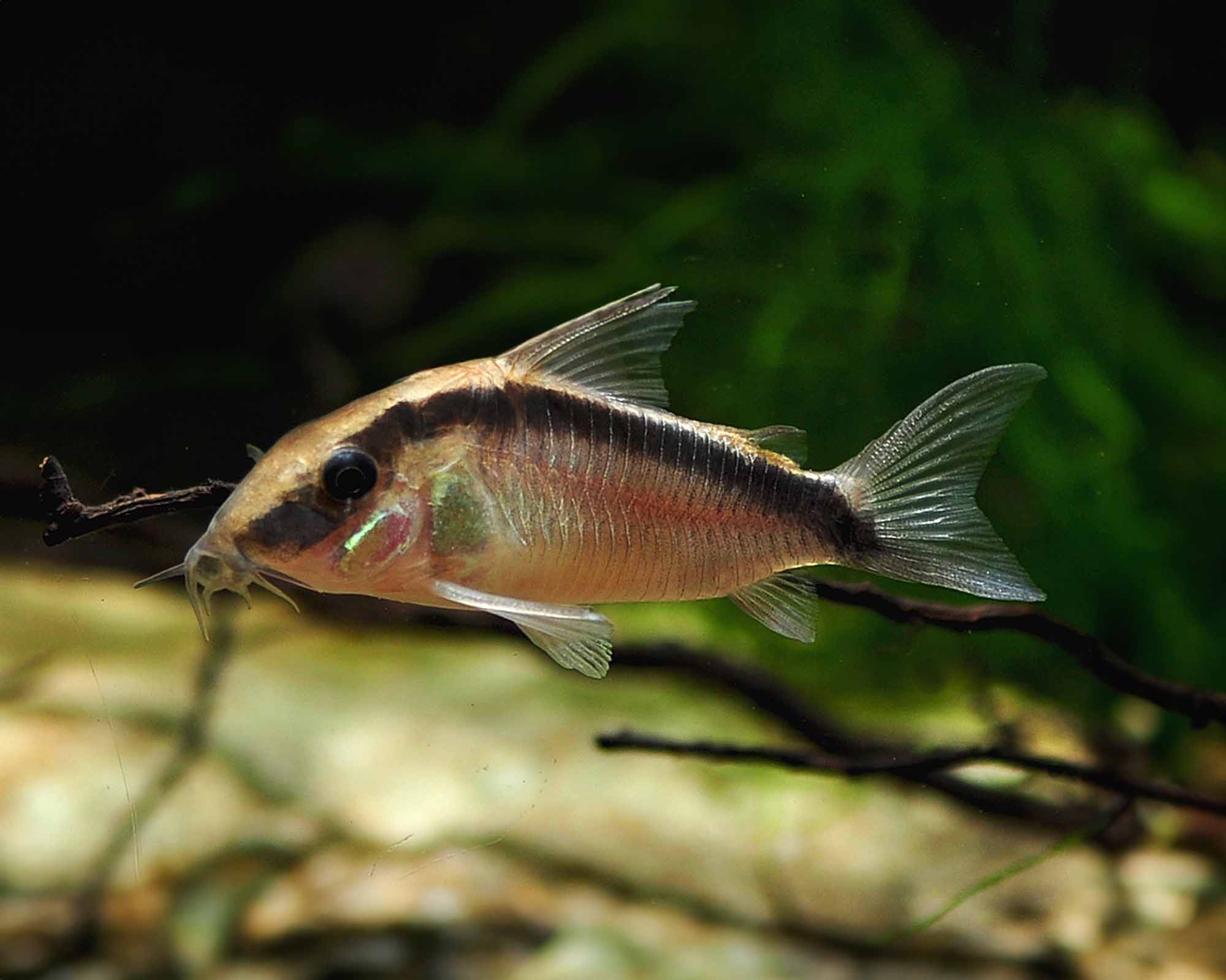 Corydoras arcuatus (Skunk) 5.5cm