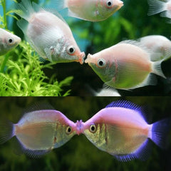 Kissing gourami balloon 7cm