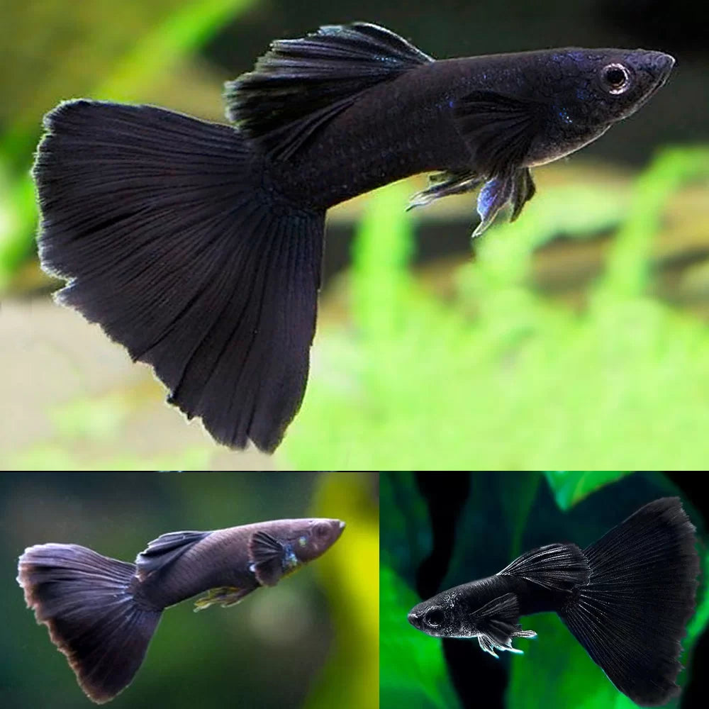 Guppy black (M+F)