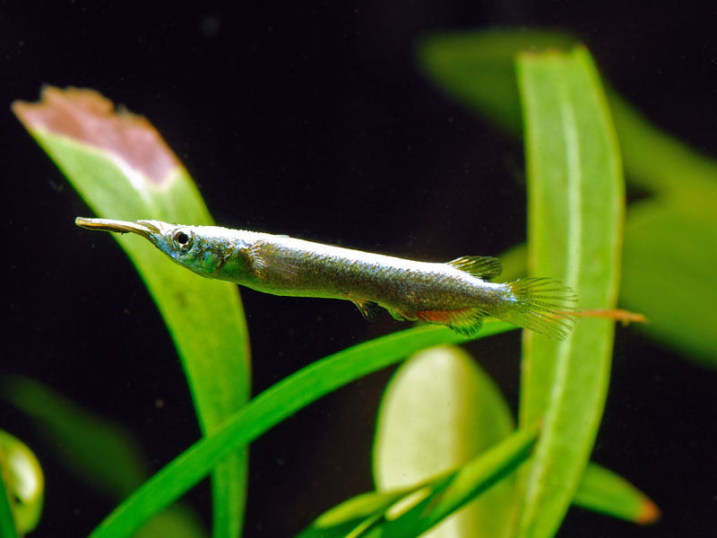 Halfbeak Silver 4cm