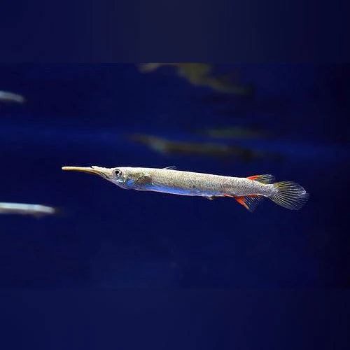 Halfbeak Silver 4cm