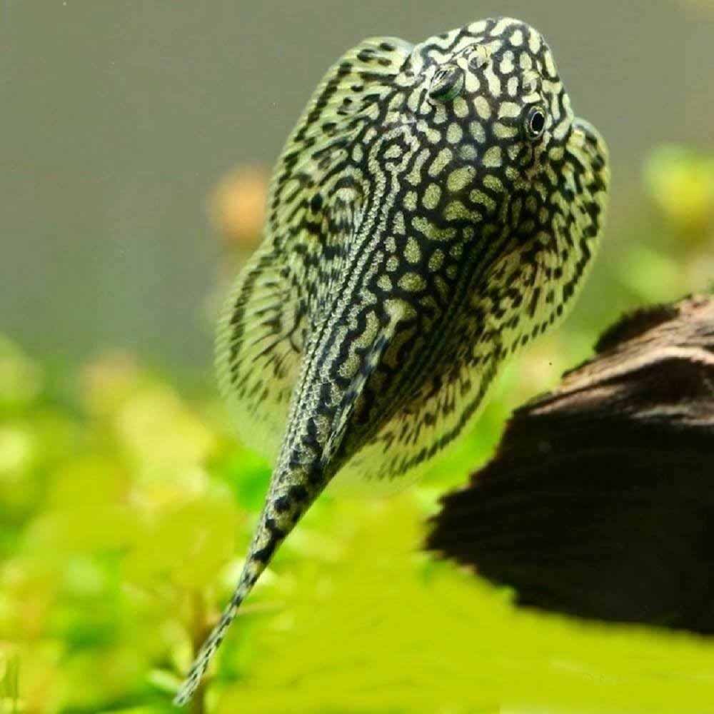 Loach Hillstream 7/8cm RARE!