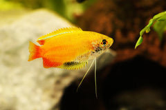 Honey Gourami (yellow) 3.5cm