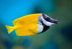 Foxface rabbitfish