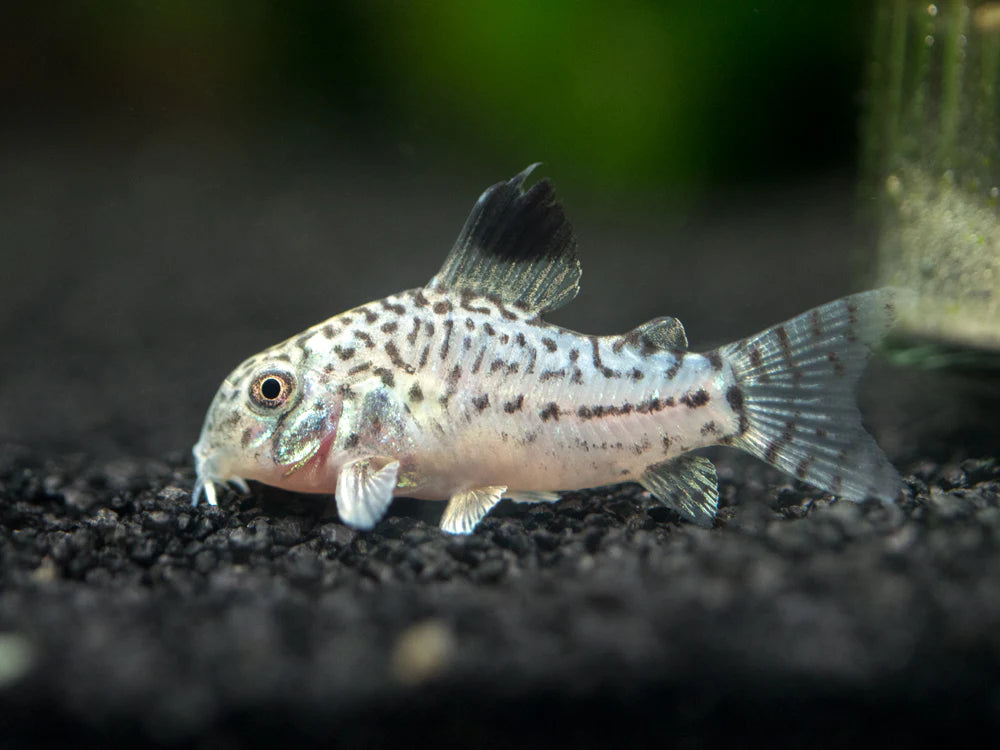 caudimaculatus cory 3.5cm