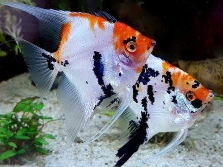 Red Devil Angelfish 6.5cm