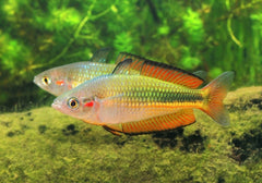 Crimson spot rainbow 7/8cm