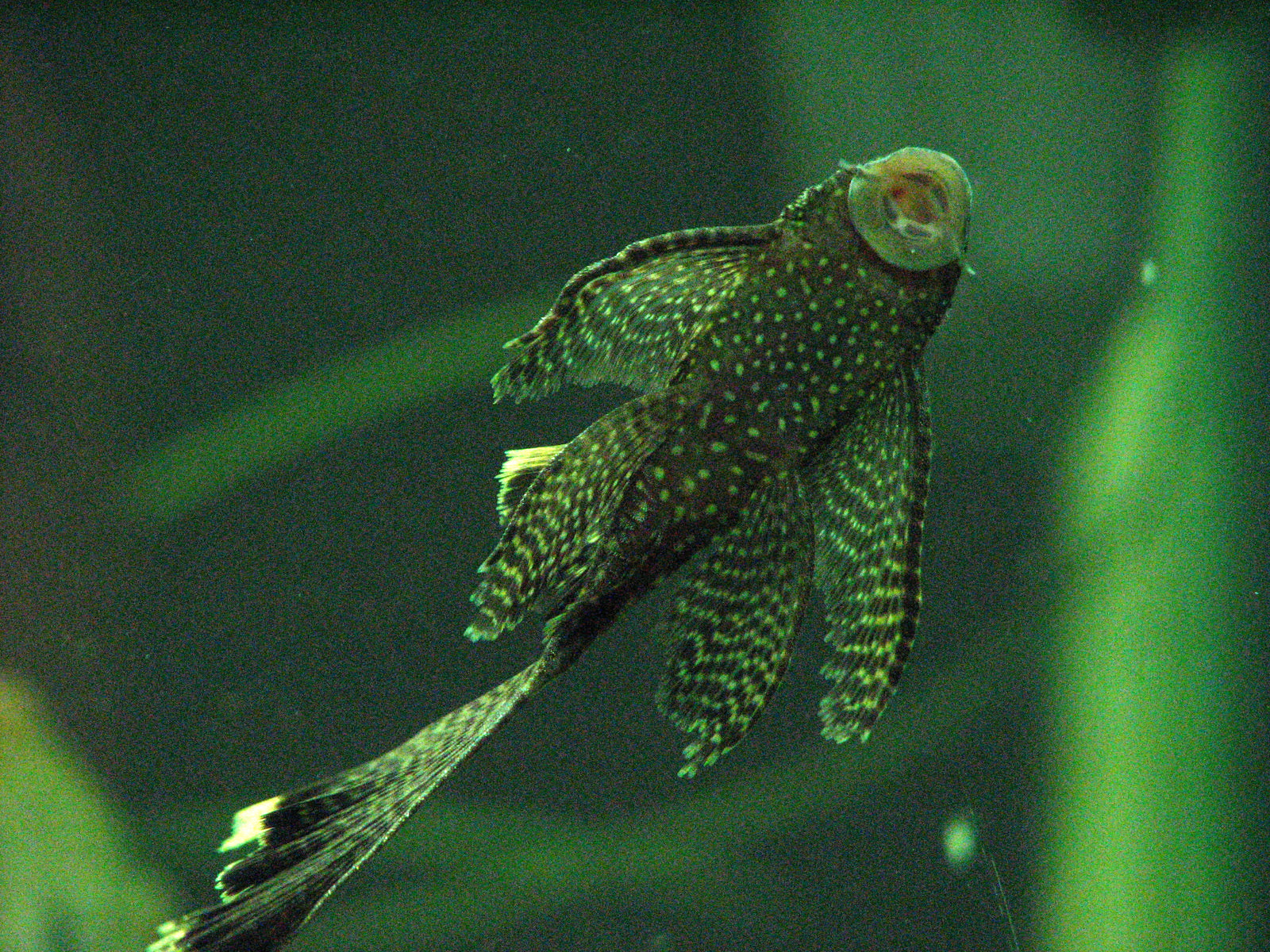 Bristlenose  Longfin 6/7cm