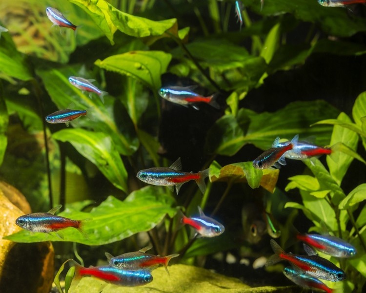 Cardinal tetra 3cm