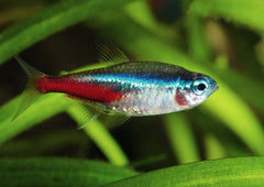 Cardinal tetra 3cm