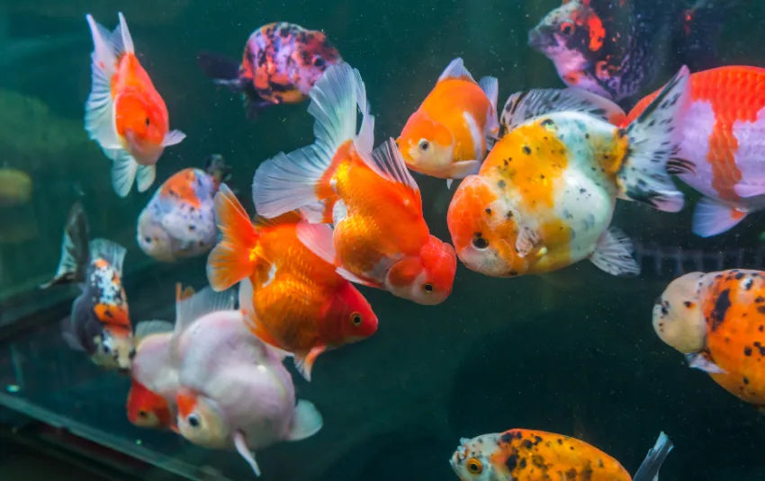 Oranda 9cm