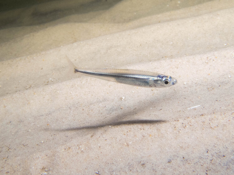 Hardyhead, Atherinomorus vaigiensis 6cm