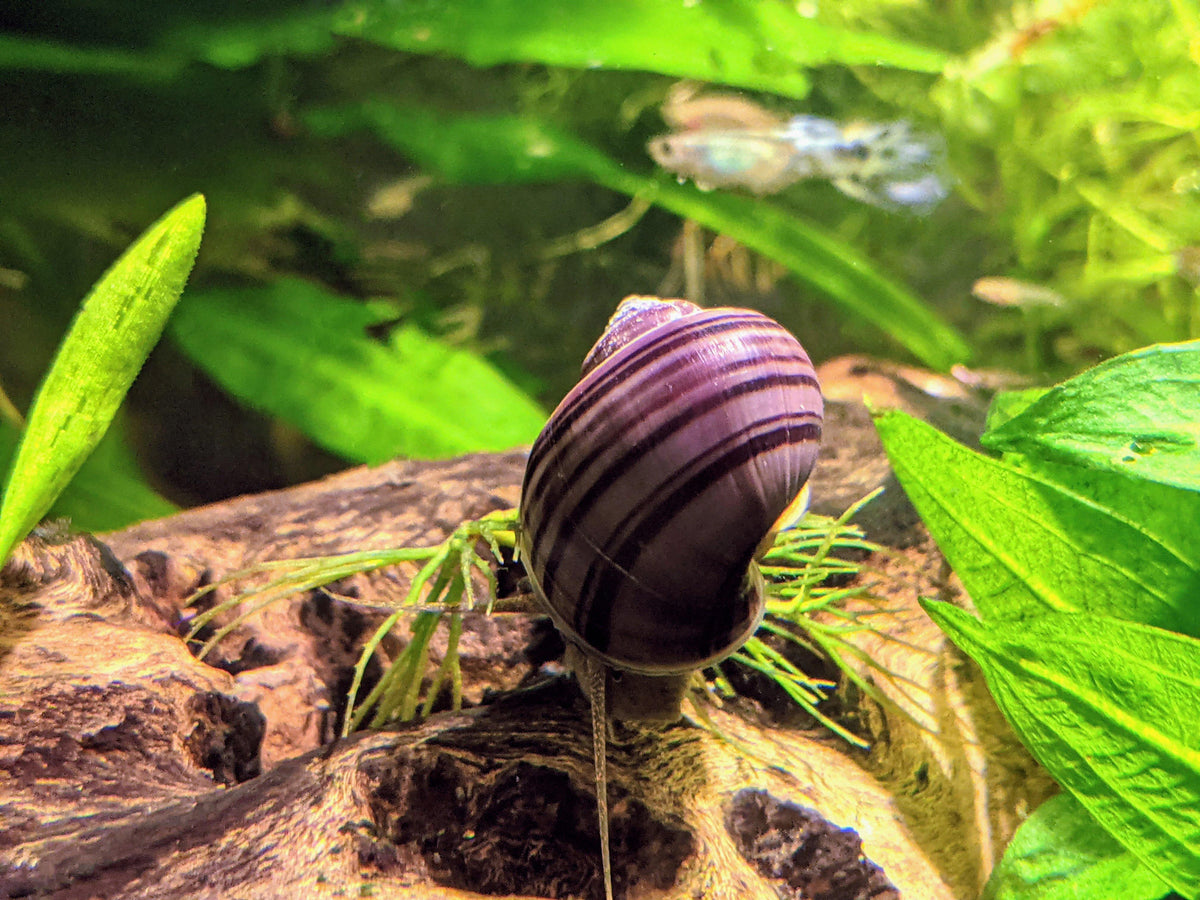 purple snails med/small