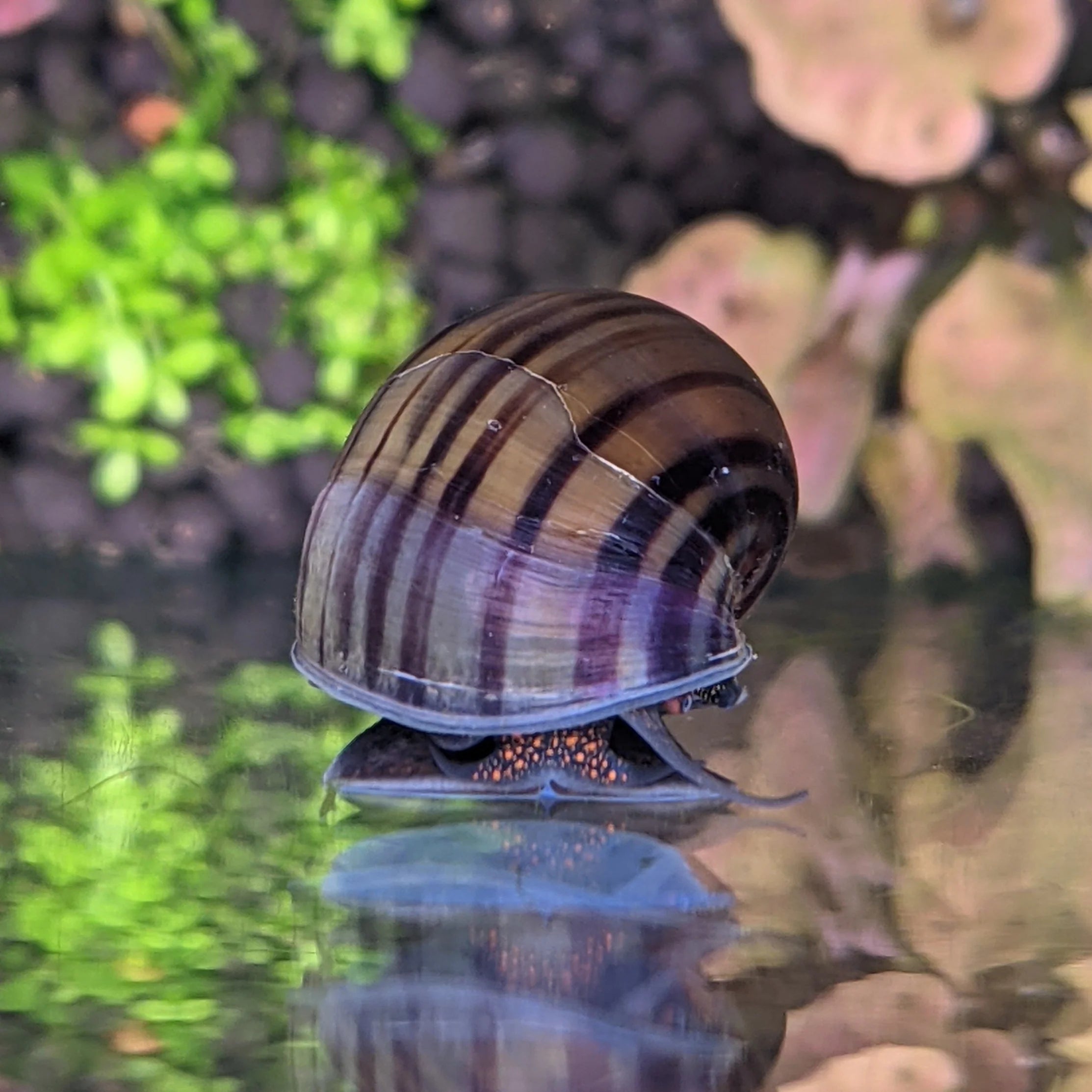 purple snails med/small