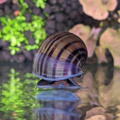 purple snails med/small