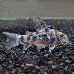 Pepper cory 3.5cm