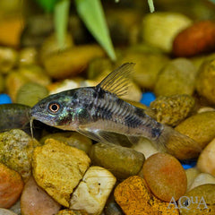 Pepper cory 3.5cm