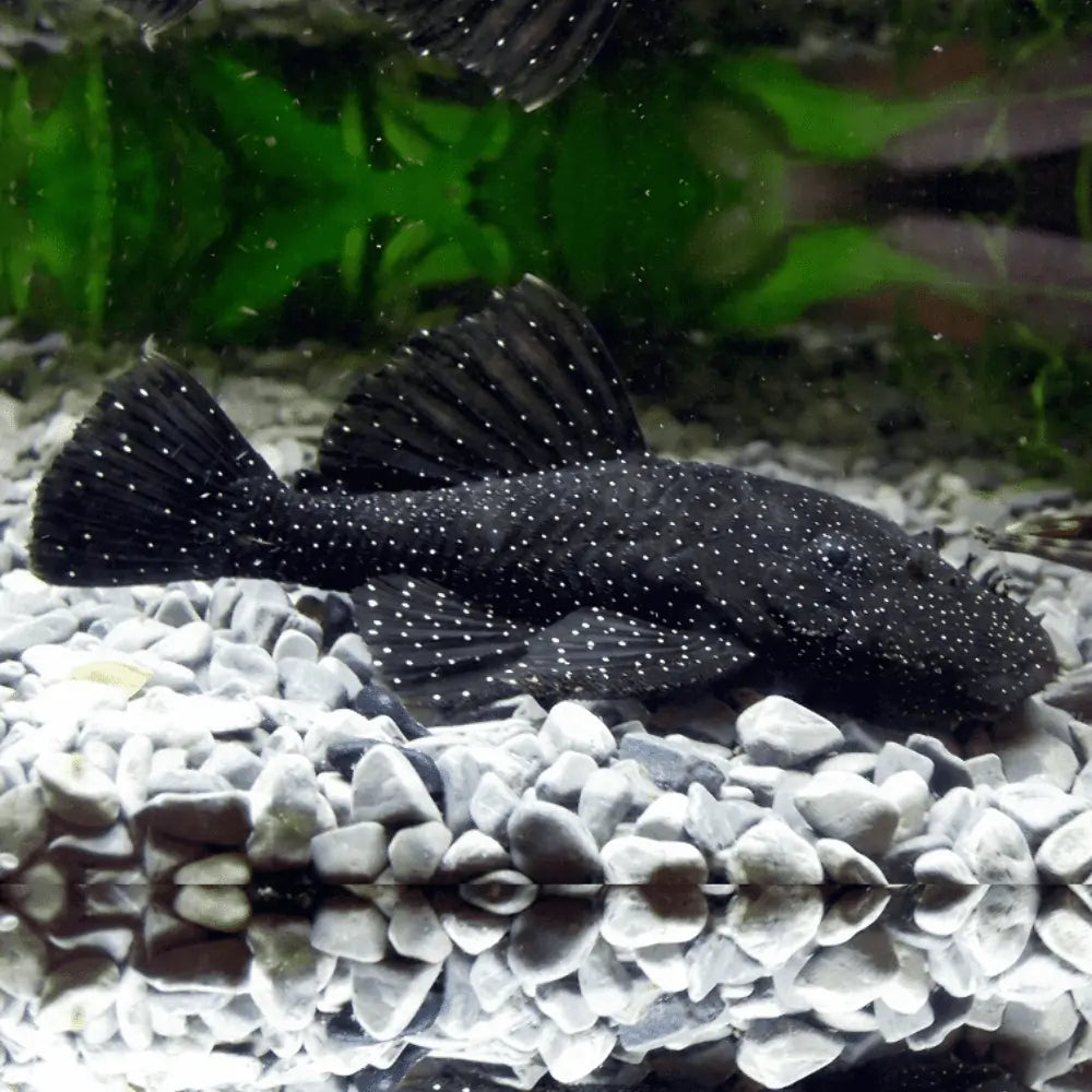 Bristlenose  Peppermint 12/16cm pair (Limited Numbers!)