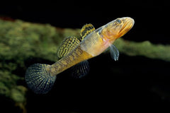 Dwarf gudgeon 3/4cm