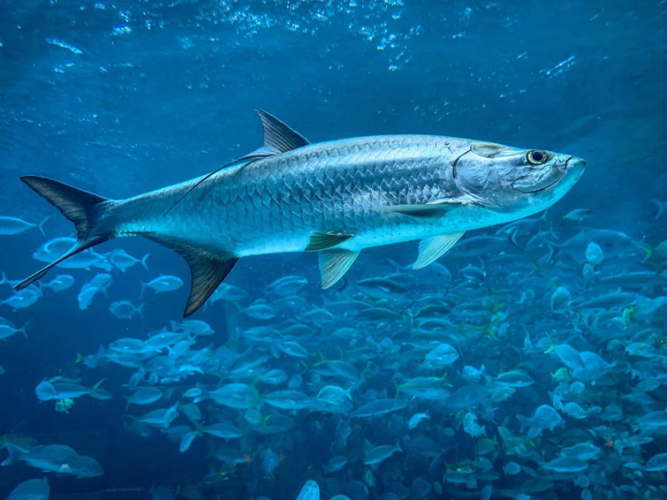 Tarpon Fish 15cm