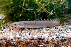 Senegal 18cm