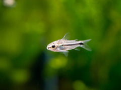 Pygmy Cory