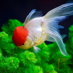 Oranda Red Cap