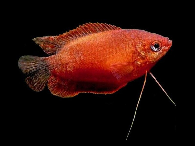 Honey Gourami (red) 4cm