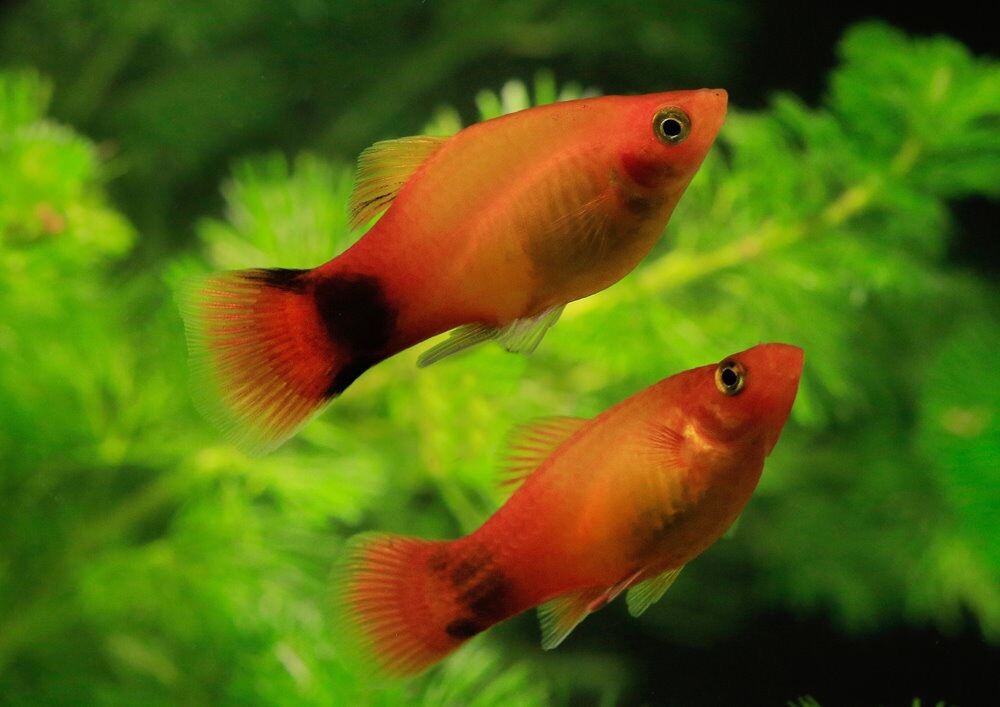 Platy Asstorted 3.5cm (M+F)