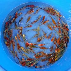 koi Assorted 7/8cm