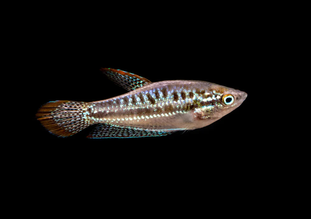 sparkling Gourami 3.5cm