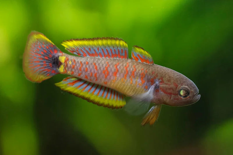 Peacock gudgeon 4cm