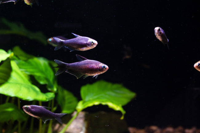 black emperor tetra 3.5cm