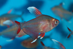 White Fin Ornate Tetra