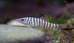 Loach tiger 6/7cm