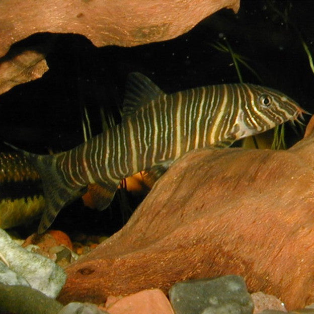 Loach tiger 6/7cm