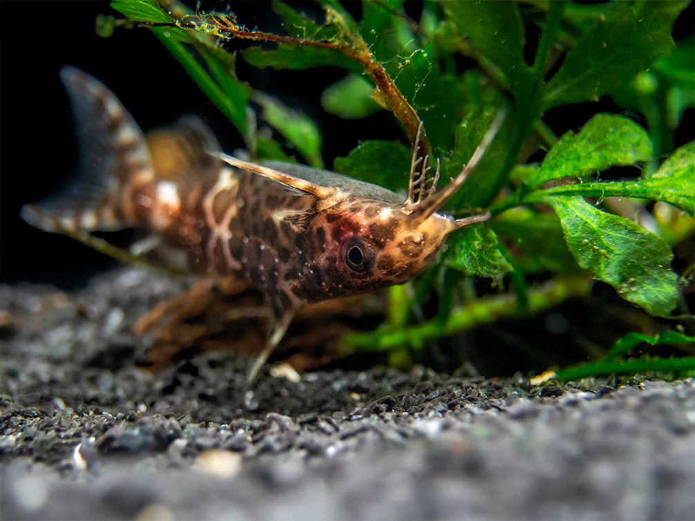 Synodontis nigriventris 6cm