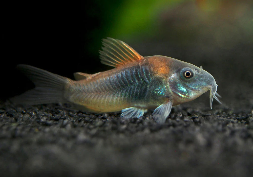 Orange Venezuelan Cory 3.5cm