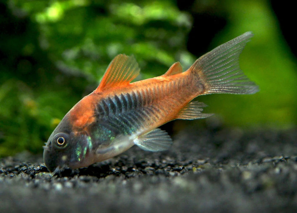 Orange Venezuelan Cory 3.5cm