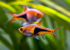 Rasbora - Harlequin Rasbora 3.5cm