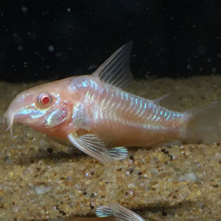 Albino pepper Cory XL 5cm