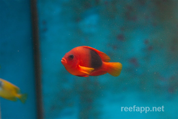Fire clownfish