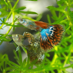 Asst. male guppy 3.5cm