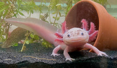 Axolotl Pink 15cm