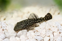 Bristlenose  common 5/6cm