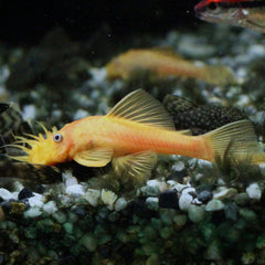 Bristlenose  Albino 5/6cm