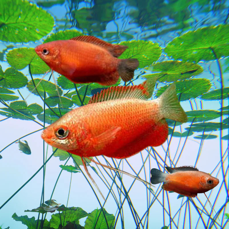 Honey Gourami (red) 4cm