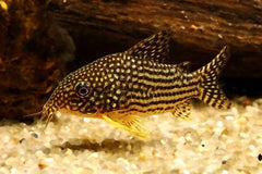 Sterbia cory